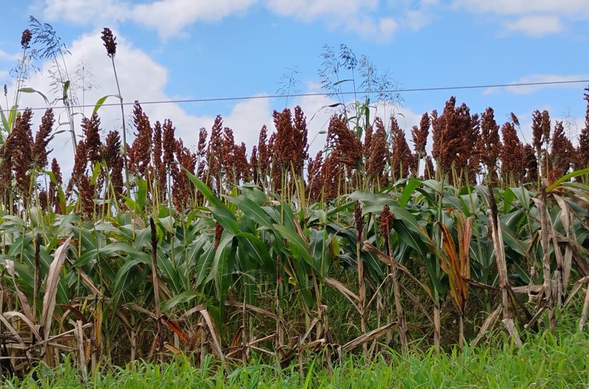Pindorama revoluciona agronegócio alagoano através do incentivo ao cultivo de sorgo
