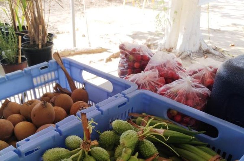 Feira Orgânica acontece na terça,2, na Secretaria Estadual do Meio Ambiente