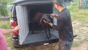 Animais foram resgatados e devolvidos ao dono após operação conjunta da polícia. Foto: Reprodução/Cortesia.