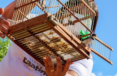 Delmiro: Ação ambiental realiza soltura de aves silvestres que eram mantidas em cativeiro