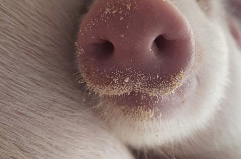 Vetanco anuncia vencedora do 3º Concurso Fotográfico Bacon Lovers; confira