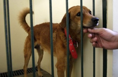 Projeto impede a adoção de animais por quem tenha cometido crime de maus-tratos