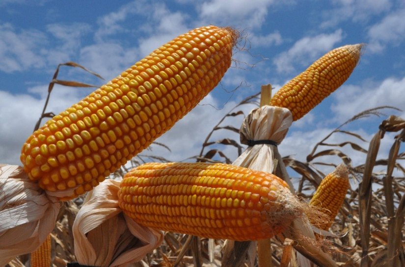 Alagoas atrai investimento de produtor de grãos sergipano