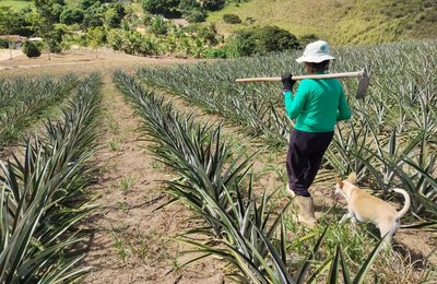 Crédito do Banco do Nordeste para o semiárido alagoano soma cerca de R$ 800 milhões em 2025