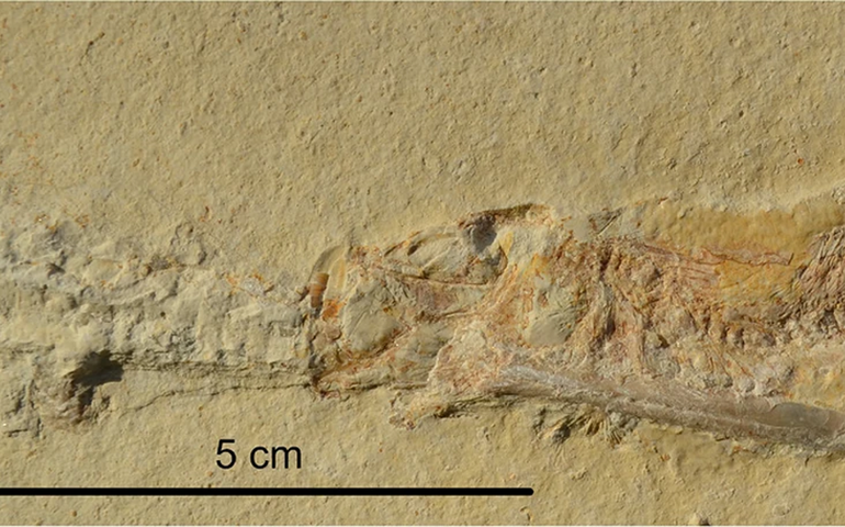Pesquisadores revelam como peixes do período Jurássico morreram de forma horrível (FOTOS)