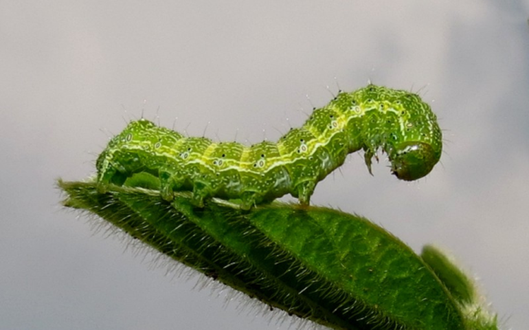 Educação Sanitária reforça divulgação do vazio sanitário e destruição de restos culturais