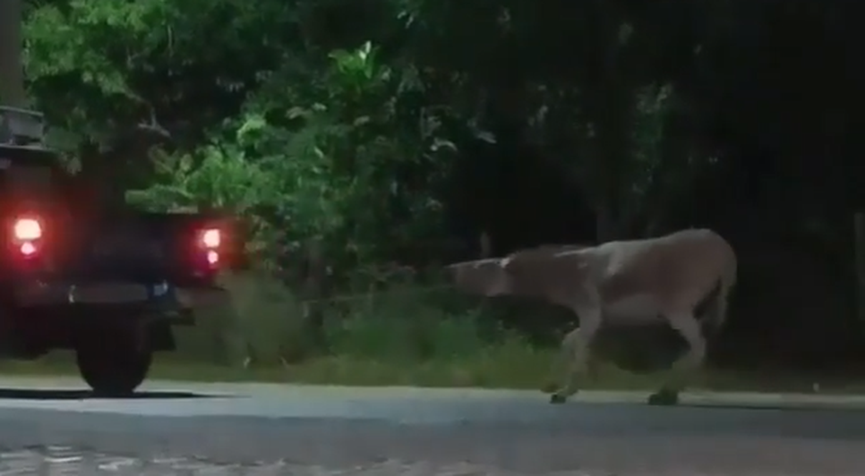 Animal é arrastado à força por caminhonete em Itaporanga D’Ajuda; Polícia Civil não identifica maus-tratos / Foto: Foto: Reprodução/Portal A8SE