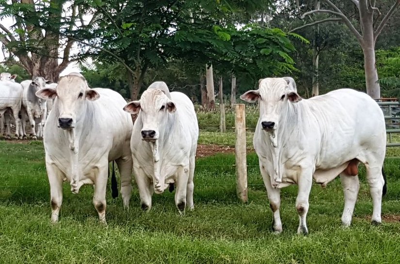 Fazenda Sant'Anna inova com Leilão Safra Antecipada, em 31 de janeiro