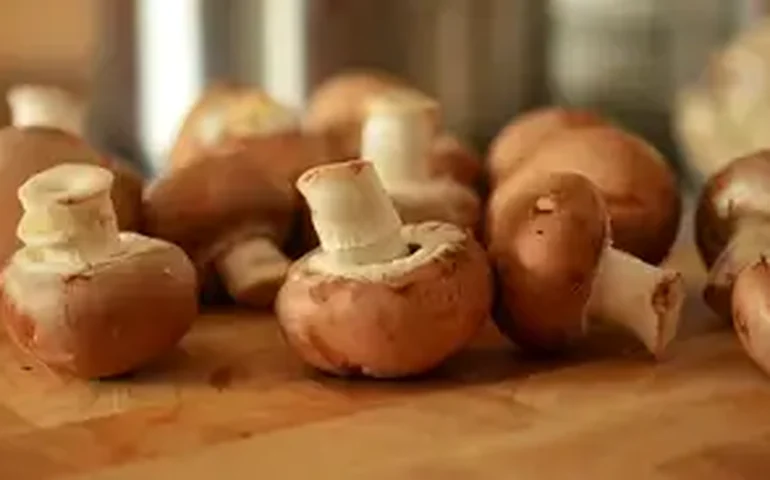 Como quadrilha alvo de operação produzia e enviava 'cogumelo mágico' para todo o Brasil