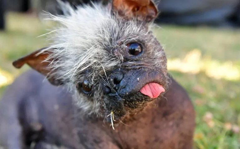 Concurso de fotos mais engraçadas de animais abre inscrições