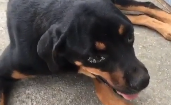 Animal foi encontrado com água e comida longe de seu alcance