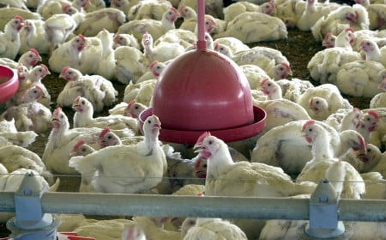 Gripe aviária: Agricultura confirma mais dois casos em aves silvestres; total sobe para 123