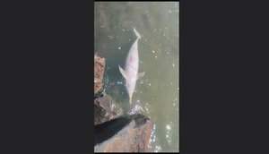 Filhotes de golfinhos são encontrados mortos na zona sul de Aracaju.jpg