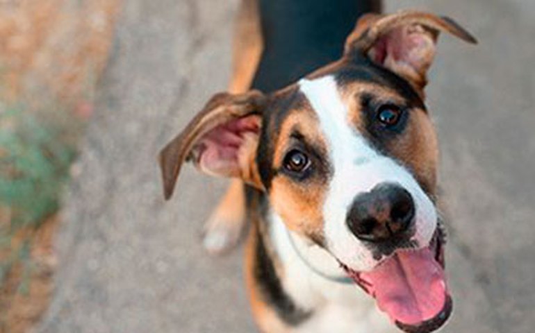 Quarentena pode ser um bom momento para abrir espaço no coração para os cachorros
