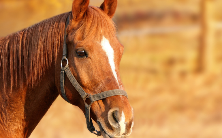 União Europeia abre seu mercado para equinos vivos do Brasil