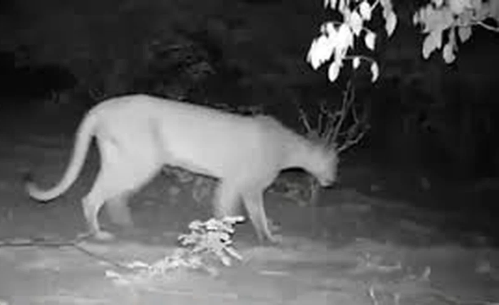 Imagens foram capturadas por câmeras de monitoramento do Instituto SOS Caatinga