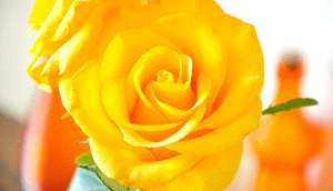 Flores6.jpg