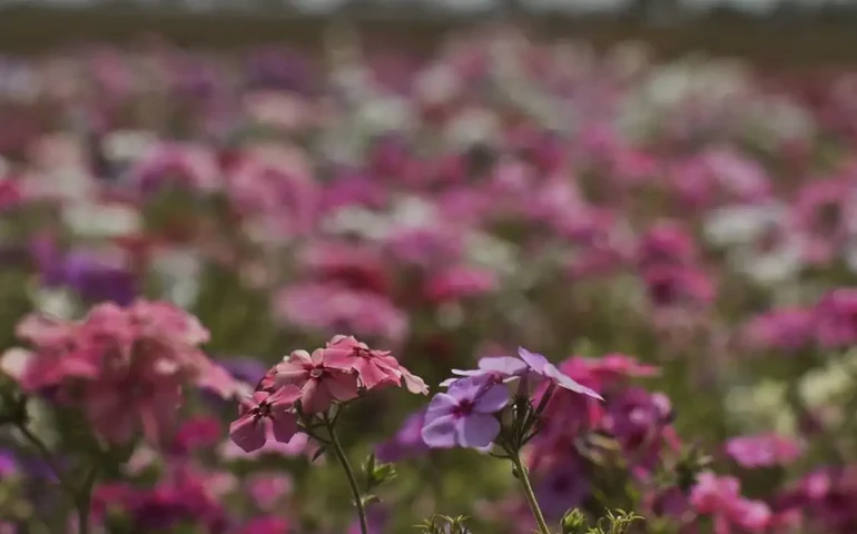 Hoje é Dia: início da primavera e Dia Mundial Sem Carro são destaques