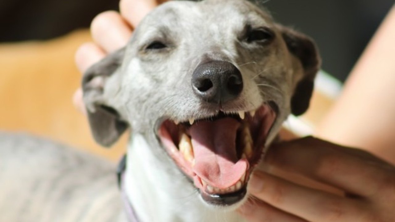 Prefeitura de Delmiro Gouveia inicia a castração de animais em situação de rua, neste sábado (26)