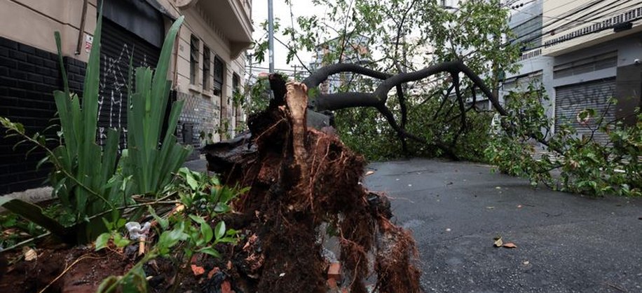 São Paulo (SP), 22/09/2025 - Fortes chuvas e ventania derrubaram árvore na rua Dr Carvalho de Mendonça, na Barra Funda. Foto: Paulo Pinto/Agência Brasil