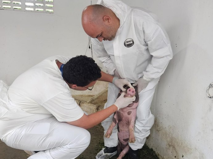 Adeal dá início ao trabalho de vigilância clínica de suínos em Alagoas