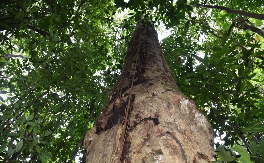 Pesquisadores descobrem espécie de árvore gigante em Branquinha