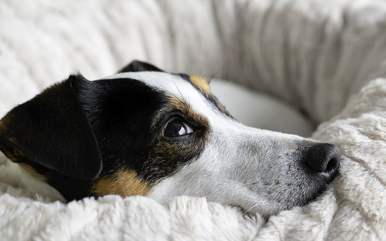 Inverno é sinônimo de frio e baixa umidade do ar para os pets