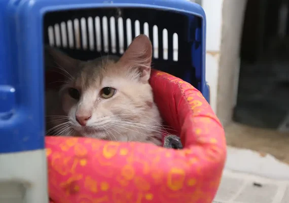 Gatos do Palácio Nacional do México ganham título honorário e vão receber comidas e cuidados para sempre