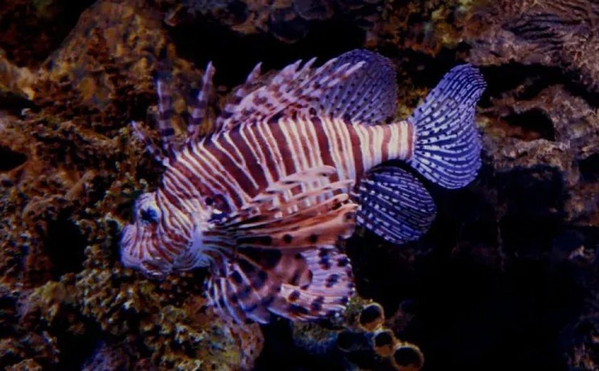 Espécies invasoras ameaçam ecossistema e preocupam ambientalistas