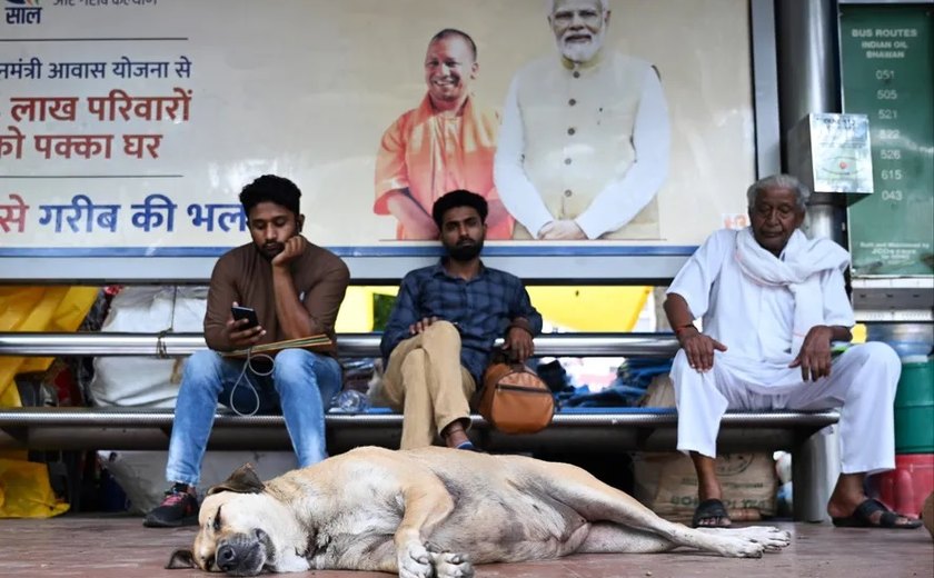 Nova Délhi retira cães das ruas pelo G20; com 17 milhões de mordidas, 20 mil indianos morrem de raiva por ano