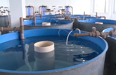 ALE aprova em 2º turno projeto de dispensa de licença ambiental para a piscicultura continental