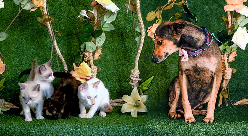 pets