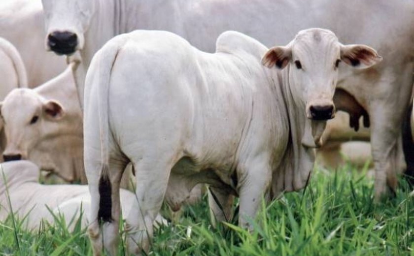 Agricultura distribui doses de sêmens para gado de corte em AL