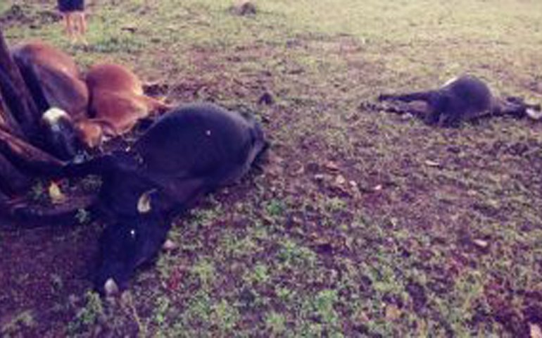 Queda de raio mata gado no Sertão de Alagoas