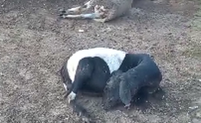 Em Craíbas e Igaci, três ovelhas são vítimas de bicho misterioso; parte de um animal foi 'consumida' e outro desapareceu