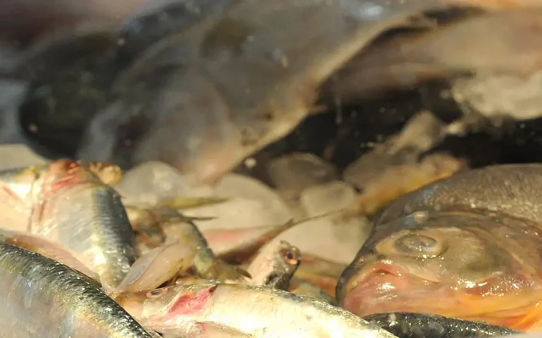 Comissão do Senado aprova inclusão de peixe na merenda escolar