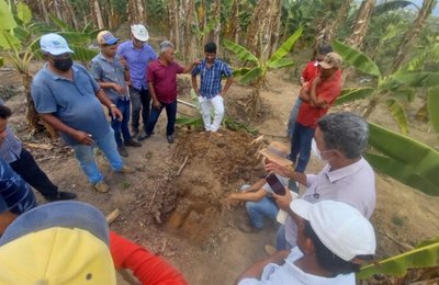 Secretaria de Agricultura de Branquinha trabalha no fortalecimento do cultivo e produção da banana