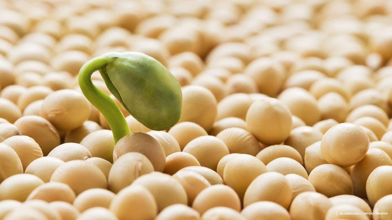 Soja e alimentos integrais podem fazer mal às crianças, afirmam nutricionistas