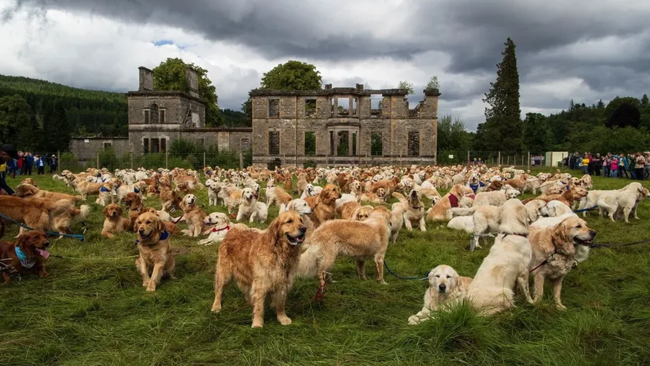 Que 101 dálmatas que nada: saiba o que 488 golden retrievers aprontaram juntos na Escócia