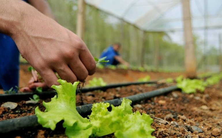 Preço das hortaliças sobe no atacado em novembro, diz Conab; tomate é exceção