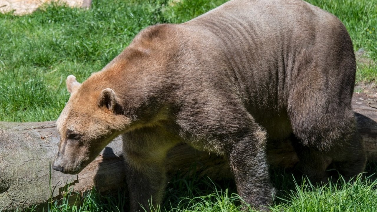 Urso entra em área residencial e invade cinco casas antes de voltar para floresta: 'Muito educado'