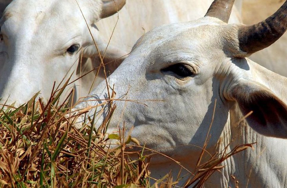 Em áudio, proprietário dos animais descreve a ação como "barbaridade". / Foto: Foto: Agência Brasil