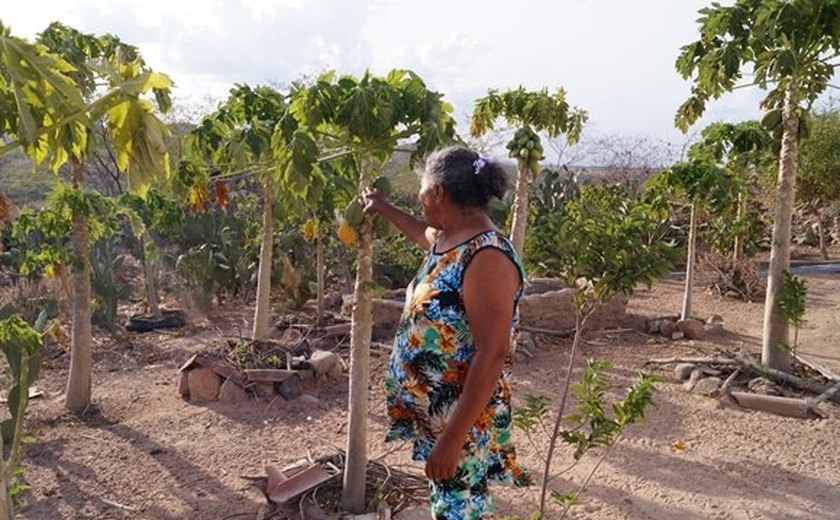 Experiências de Alagoas tornam-se modelos na convivência com a seca