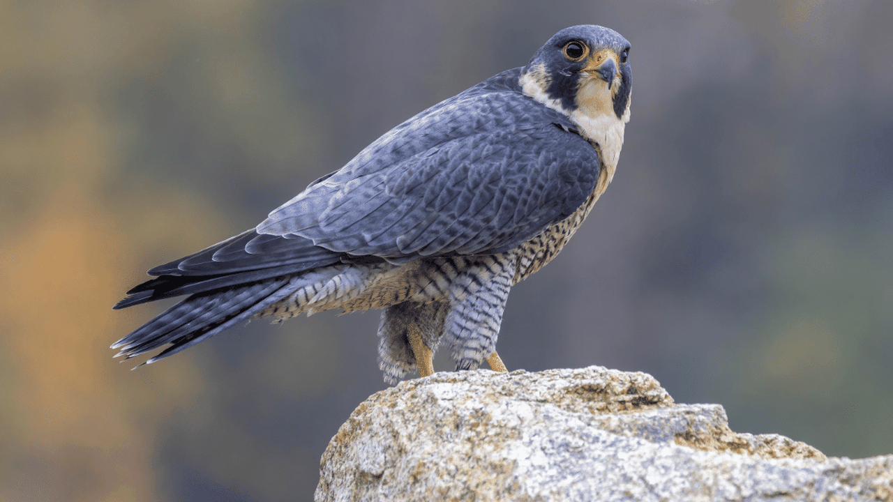 Animal mais rápido do mundo: conheça o falcão-peregrino, ave que atinge velocidades impressionantes