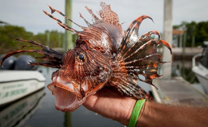 Peixe-leão