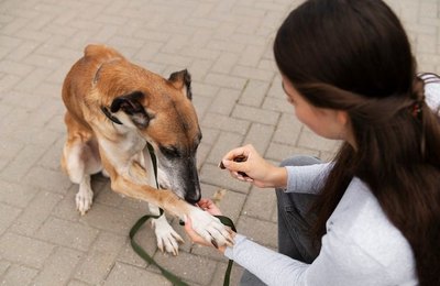 Prefeitura de Palmeira enviará à Câmara projeto que cria Código de Defesa e Bem-Estar Animal