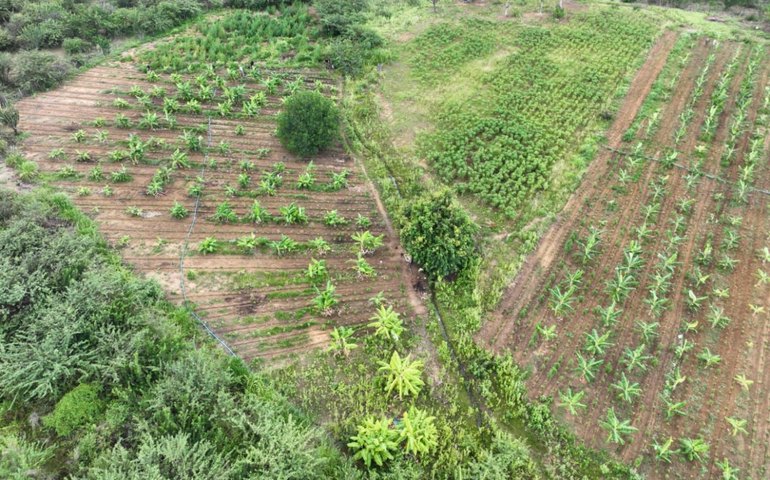 Polícia Penal de AL participa de operação que apreendeu 14 mil pés de maconha na BA
