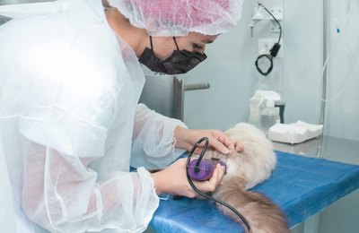 No segundo dia de atendimento, Castramóvel realiza procedimentos cirúrgicos de cães e gatos