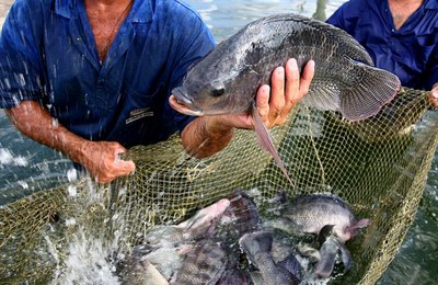 Produção de pescado e funcionamento da UBP Penedo podem ampliar geração de emprego e renda