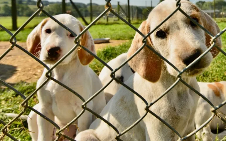 Parlamento da Coreia do Sul aprova legislação que proíbe a indústria de carne de cachorro